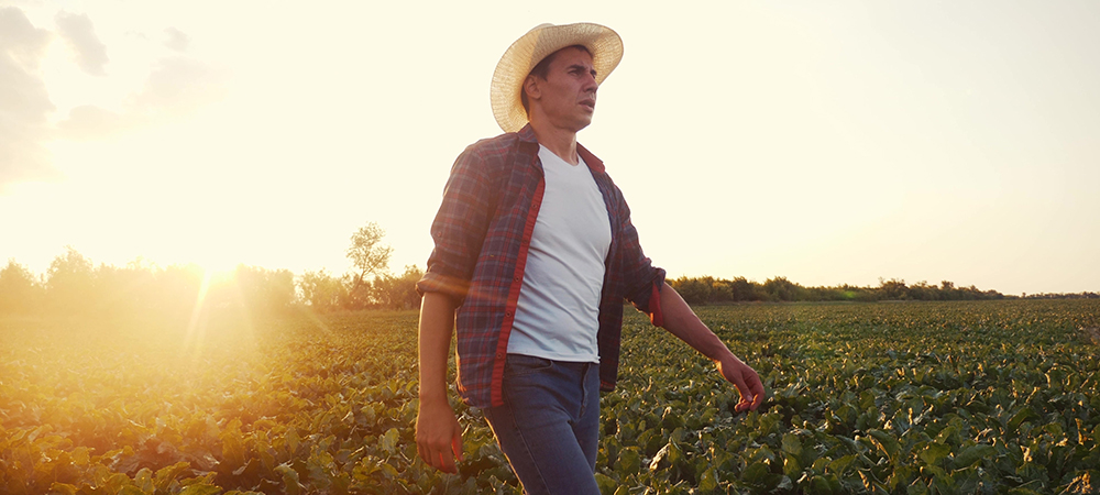 A farmer walks through his fields at sunrise