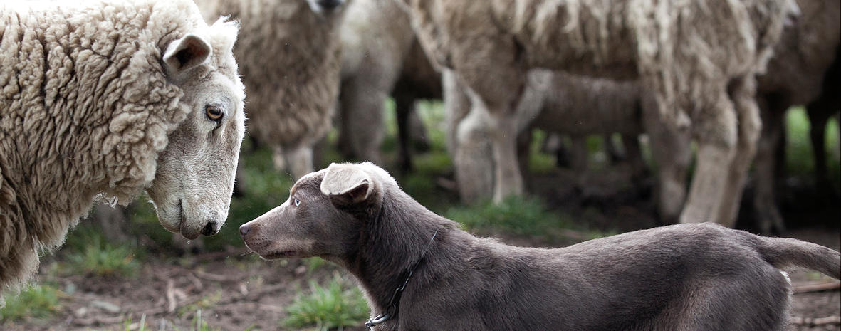 Dog-and-sheep