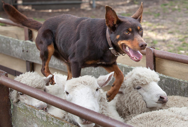 Kelpie running on store sheep