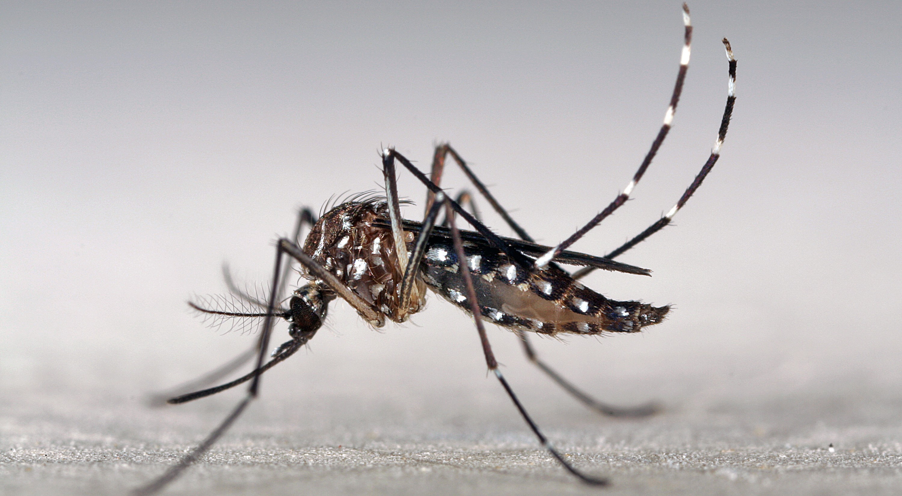 Aedes Aegypti Mosquito