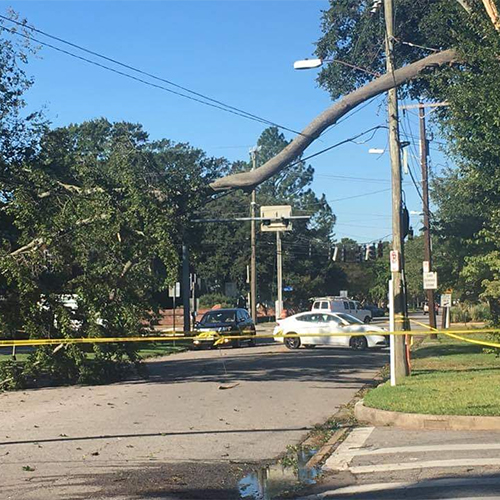 Downed Trees